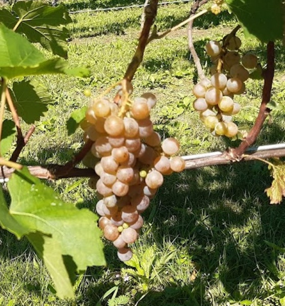 Plik:Oleg - grono.jpg