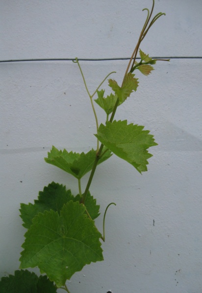 Plik:Sevar-k1.jpg