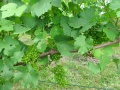Miniatura wersji z 07:58, 27 cze 2011