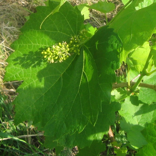 Plik:Aromella 22062023.JPG