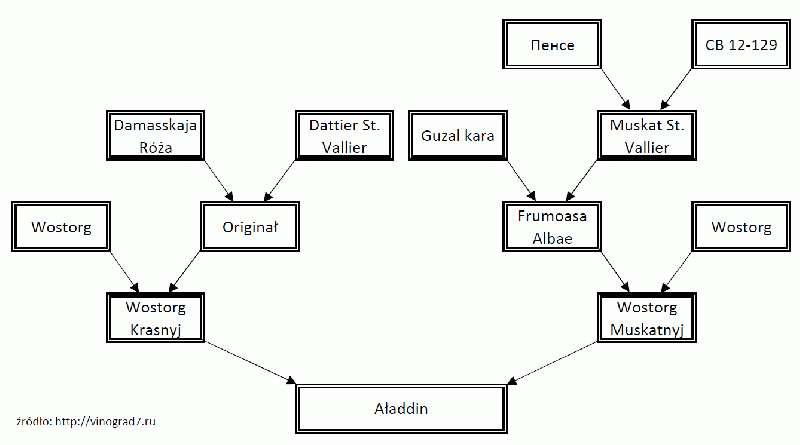 Plik:Aladdin-genealogia.gif
