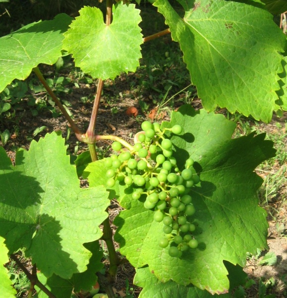 Plik:08072018 Oporto.jpg