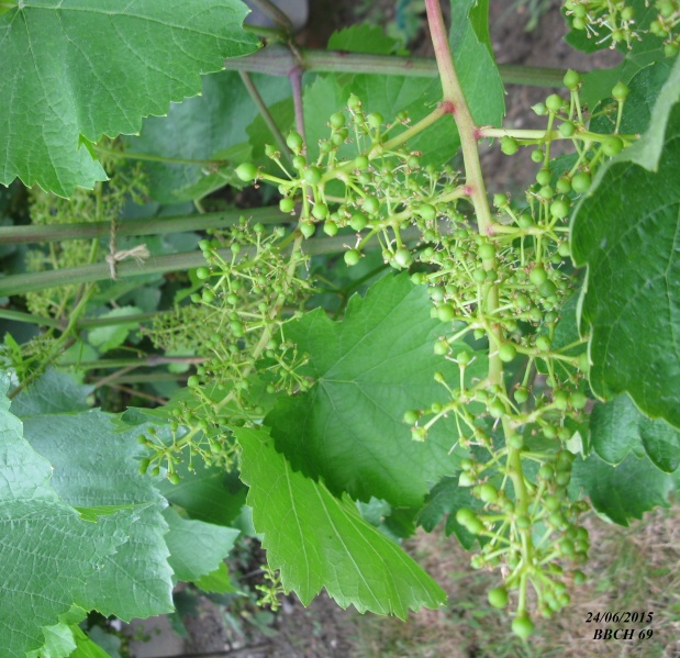 Plik:Agatdonski 69.jpg