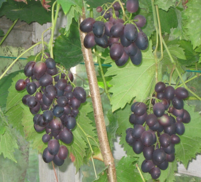 Plik:NAZOS 08092022.JPG