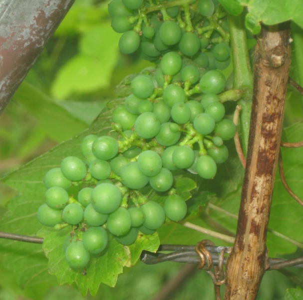 Plik:16072023 Gewurz.JPG