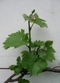 Miniatura wersji z 21:15, 20 maj 2012