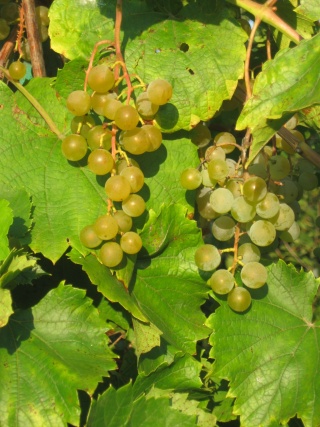 Osceola Muscat - grona 017082018;foto:ZbyszekB