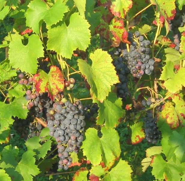 Plik:17082018 Regent.jpg