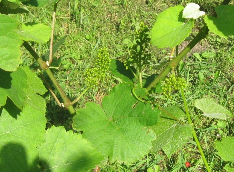 Plik:27062020 gewurz1.JPG