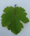 Miniatura wersji z 21:56, 29 sie 2010
