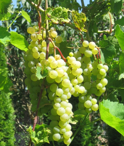 Plik:07082018 Aurore.jpg