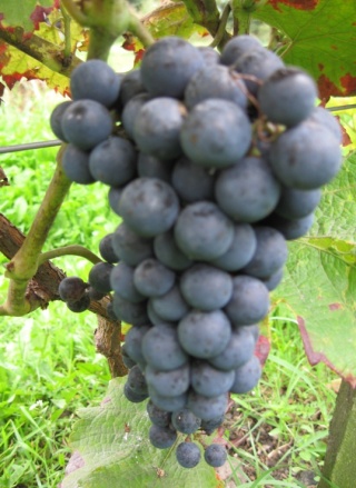 Cabernet Cortis grono ; foto:ZbyszekB