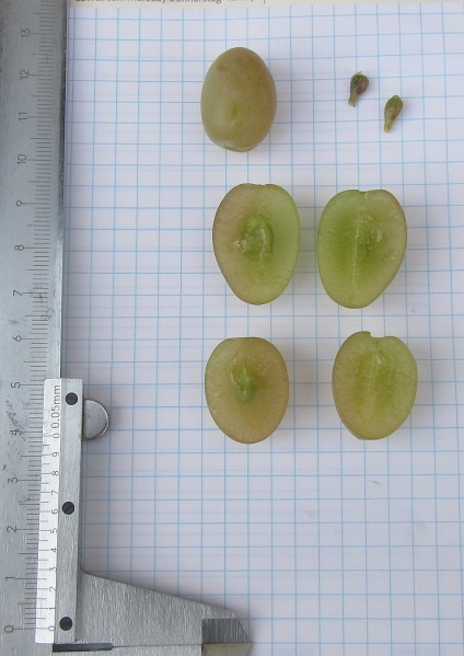 Plik:Timur 2015 09 02.jpg