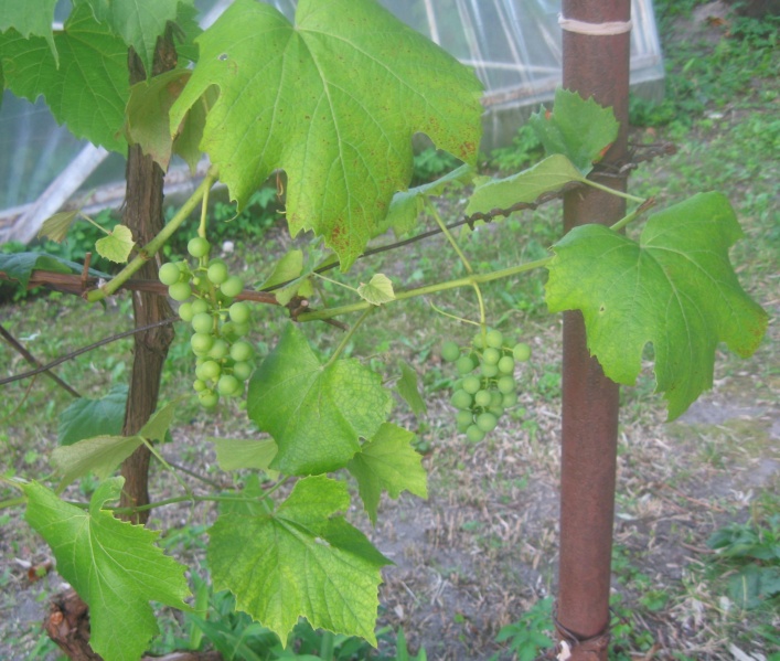 Plik:Adalmiina 01072024.JPG