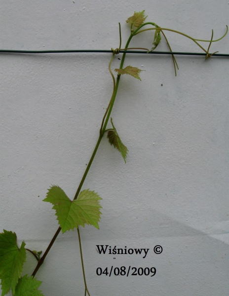 Plik:Wiśniowy-k.jpg