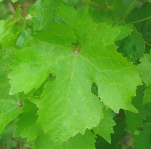 Plik:VolosL 23062023.JPG