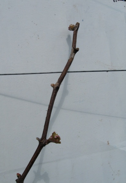 Plik:Mohara-22.jpg