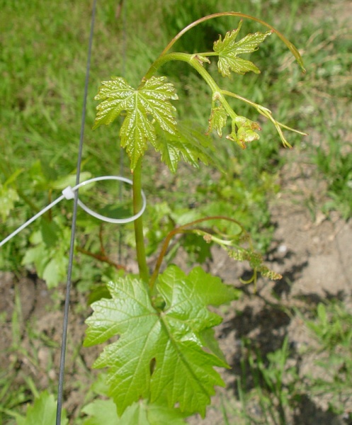 Plik:Jubiliej-nowoczerkasska-koronka.jpg