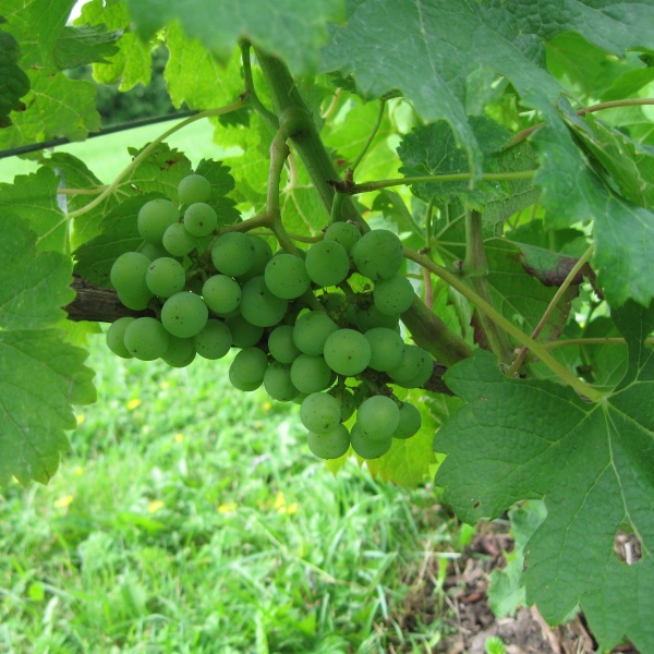 Plik:Merlot-gr1.jpg