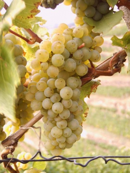 Plik:228 Riesling - grono H.Wiercinski.jpg