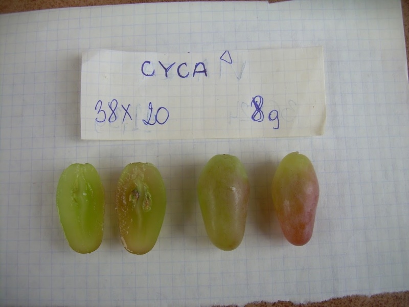 Plik:Cyca 24.08.2014.JPG