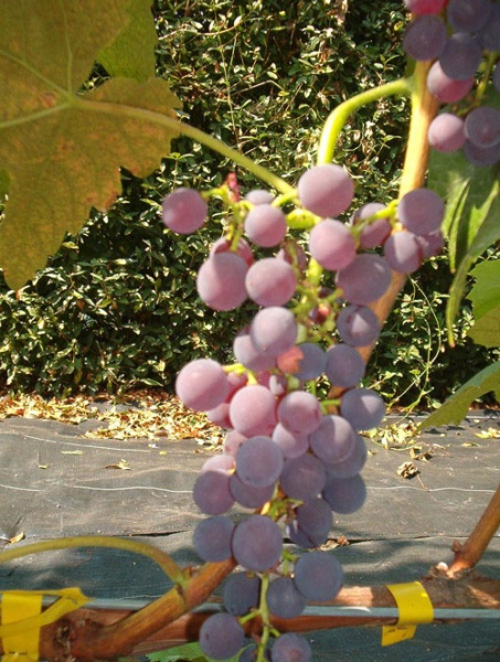 Plik:60 V 65-163 (SIOSTRA VANESY) - grono J. Czapski.jpg