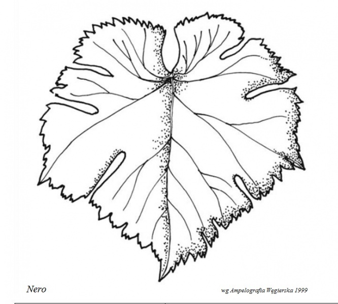 Plik:Nero - profil liścia.jpg