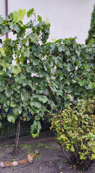 Plik:Pinot Regina 20250930 .jpg
