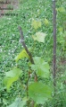 Miniatura wersji z 16:14, 20 cze 2010