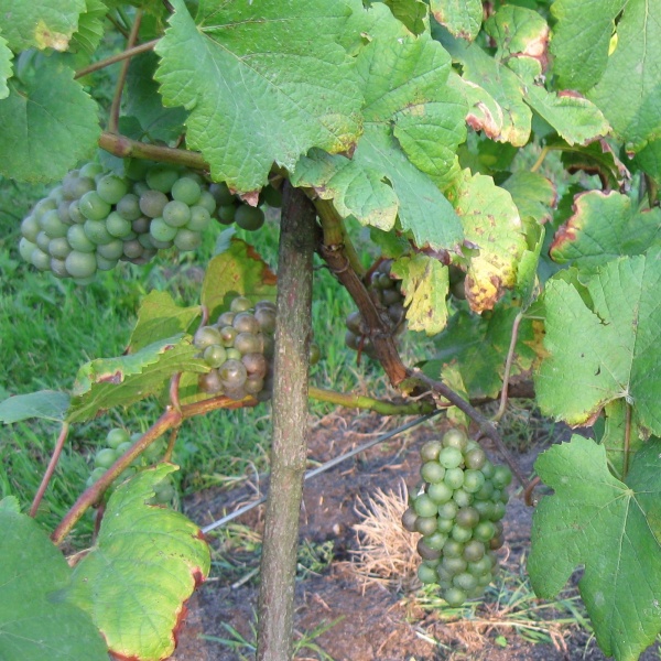 Plik:PG-pocz-veraison.jpg