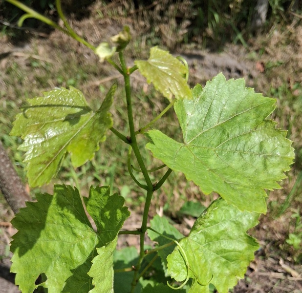 Plik:20250813 Calandro.jpg