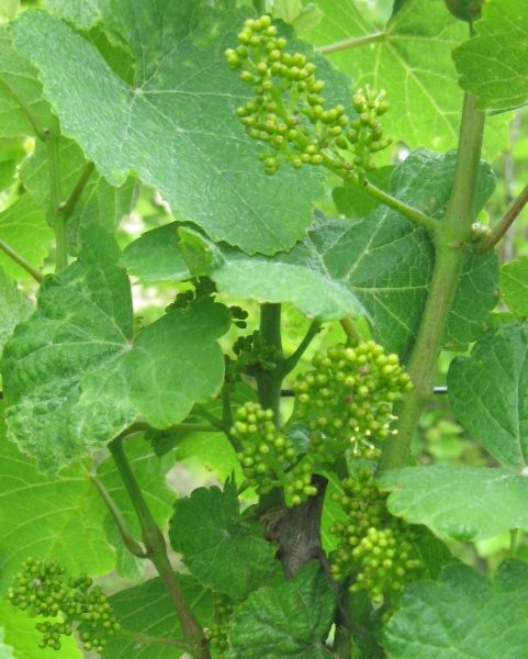 Plik:Gewurz-kw.jpg