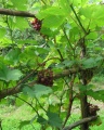 Miniatura wersji z 20:16, 15 sie 2011