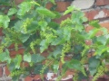 Miniatura wersji z 15:51, 18 maj 2018