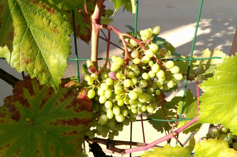 Plik:Krasień Veraison 1 1200.jpg