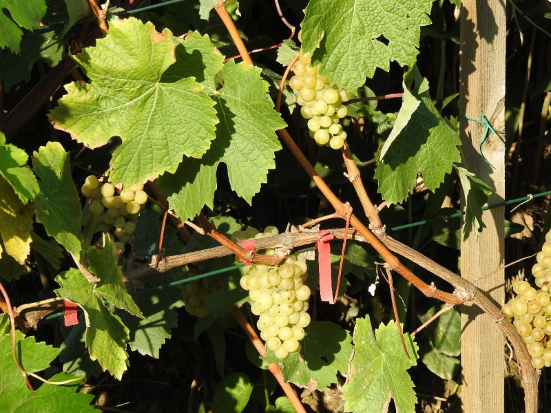 Plik:Gyongyriesling-1.jpg