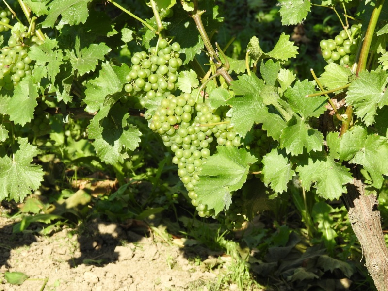 Plik:15082023 S Kretos grona.jpg