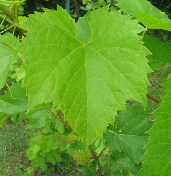 Plik:LM-L1.jpg