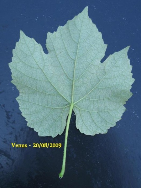 Plik:Venus-L4.jpg
