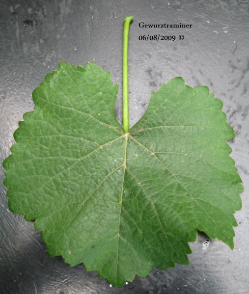 Plik:Gewurz-L3.jpg