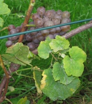 Gewurztraminer - grono 2012