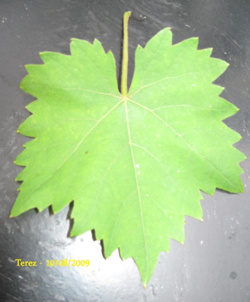 Plik:Terez-L1.jpg