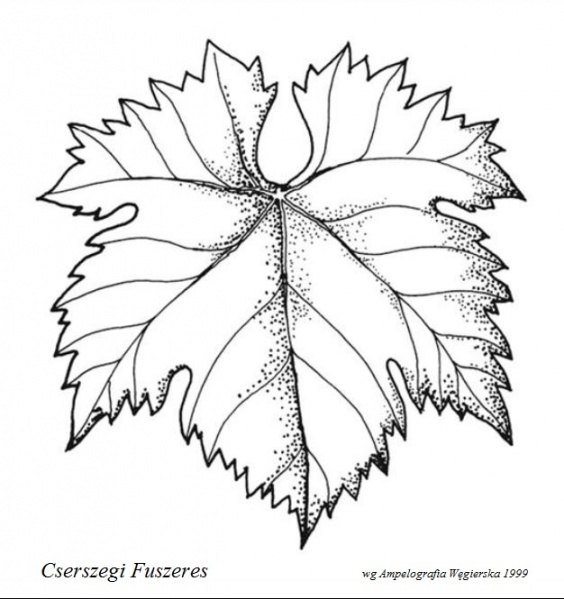 Plik:Cszerszegi Fuszeres - profil liścia.jpg