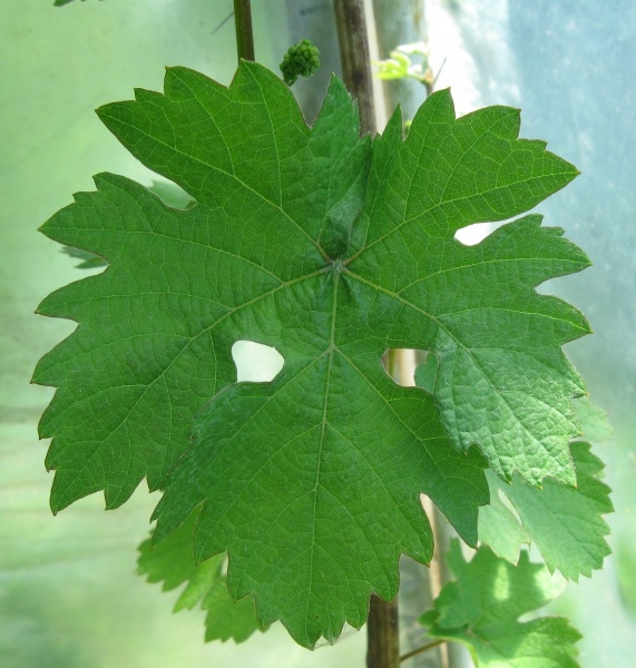 Plik:Mag-K-L.jpg