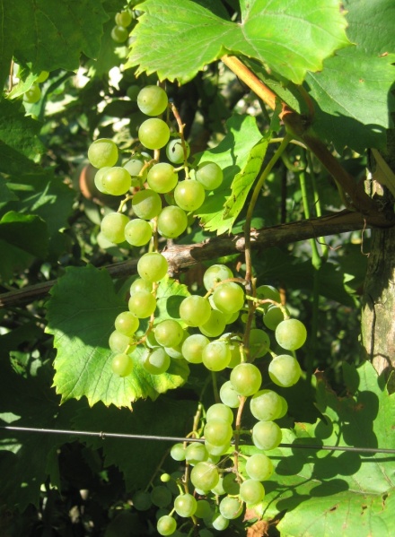 Plik:05082018 OM.JPG