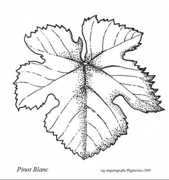 Plik:Pinot Blanc - profil liścia.jpg