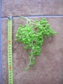 Miniatura wersji z 07:55, 13 lip 2010
