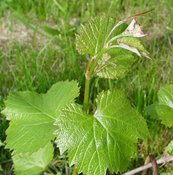 Plik:Jupiter-koronka-GE.jpg