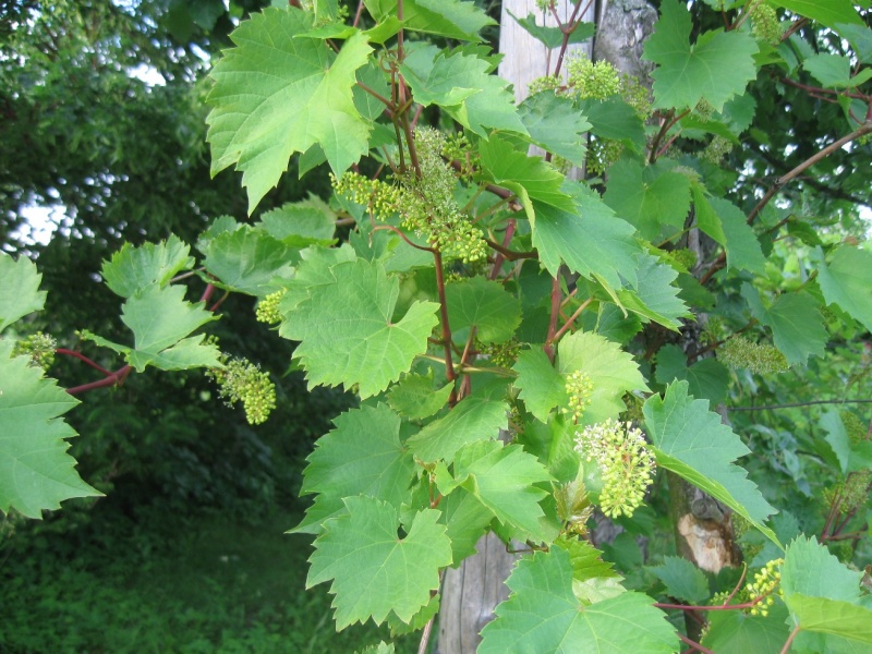 Plik:23062020 Chancrllor.JPG