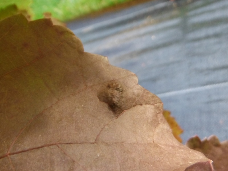 Plik:Dunkelfelder-Szpeciel1.JPG